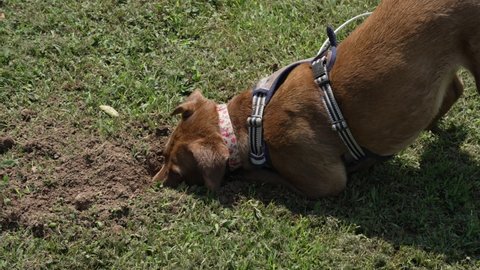 Brown dog digging a hole in the ground tight