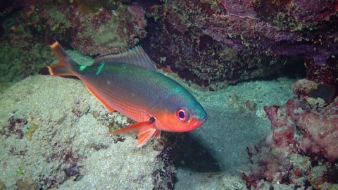 Lunar fusilier (Caesio lunaris), tropical fish resting at night among the corals near the coral reef, Red Sea, Egypt