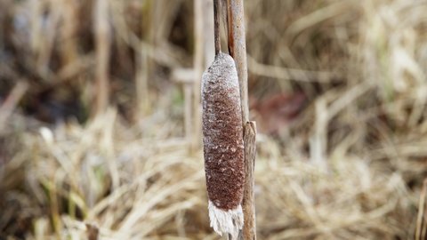 Cattail sways in the wind