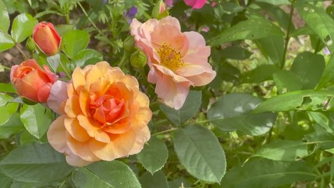 Salmon and orange color Floribunda Rose Passe (Melusina) flowers in a garden in July 2021