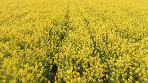 Yellow canola field aerial drone view. Rapeseed blossom field with strips of bright yellow rape and flying birds on beautiful sky with clouds background