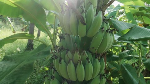 Banana plantation. Bunch of green growing bananas. The concept of organic food. Banana trees with huge green leaves.