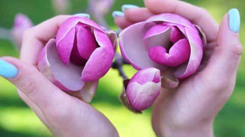 Hands embrace buds of pink magnolias.