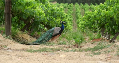 peacock walking in the park. Bunches of grapes in the rows of vineyard at sunset. Vineyard plantation in the background of nature. wild bird pheasant on a rural ranch