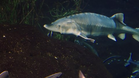 Beluga sturgeon swimming in aquarium