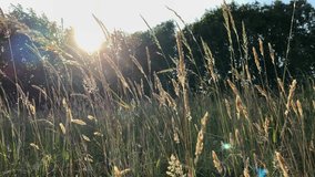 Beautiful reed ornamental plume grass waving against the evening Sunset sky. Clean Air. Cinematic,Closeup,. High quality 4k footage