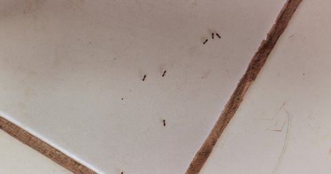 Ants crawling on the floor of a kitchen
