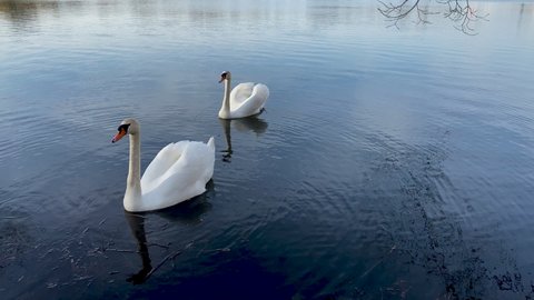 White swans on the water together as a concept of fidelity and love. A white swan with fluffy wings swims up to another swan and then they swim together