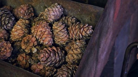 A man turns a homemade device for extracting cedar nuts from Siberian pine cones.