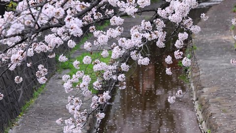 Cherry blossoms in full bloom swaying in the wind and petals flowing through the river