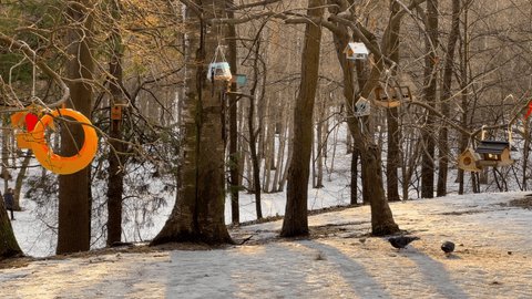 Birdhouses on bare trees in a wild park at sunset, first days of spring