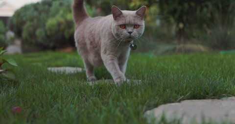 Cute Scottish cat run in home garden. Scottish cat outdoor, slow motion