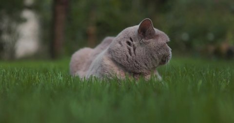 Cute Scottish cat at lawn in home garden and look at camera. Beautiful scottish cat outdoor, slow motion