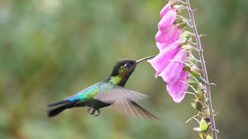 Slow motion side angle shot of a fiery-throated hummingbird feeding foxglove flower at a garden in costa rica