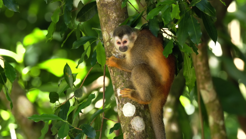A squirrel monkey, in a tree, looks around at manuel antonio national park of costa rica