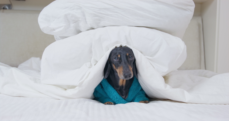 Adorable dachshund dog in soft blue terry robe lazily lies on bed under warm blanket, littered with pillows, front view. Pet suddenly saw something interesting and got out Royalty-Free Stock Footage #1088970551