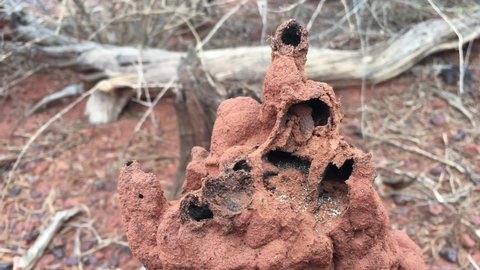 termites nest