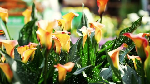 Orange and yellow calla lilies in a flowerbed - isolated close up