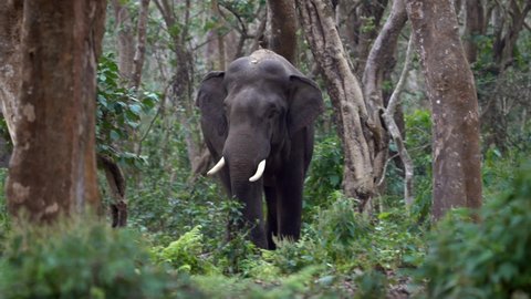 A wild elephant standing in the dense jungle in the Chitwan National Park in Nepal.