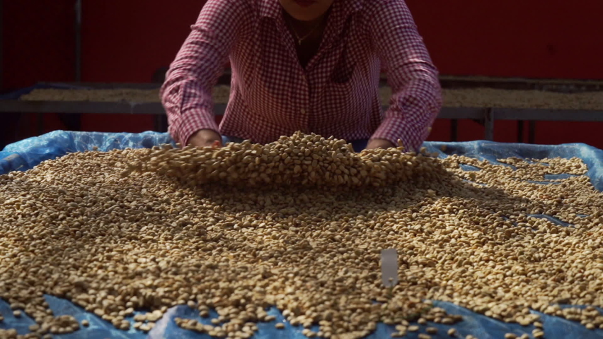 Close-up of Arabica coffee beans being processed and dried. | Shutterstock HD Video #1088974047