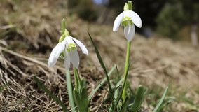 Easter Spring Flower Snowdrop in forest close footage