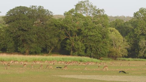 establishing or landscape shot of Spotted deer or Chital axis deer herd and male Indian peafowl or Pavo cristatus bird in natural green background at rajbagh lake ranthambore tiger national park India