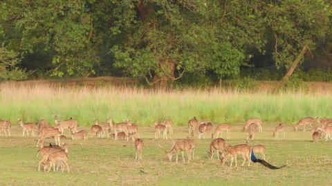 Wide shot of Spotted deer or Chital cheetal herd grazing and Indian peafowl or Pavo cristatus bird in natural green background at ranthambore national park or tiger reserve rajasthan India - axis axis