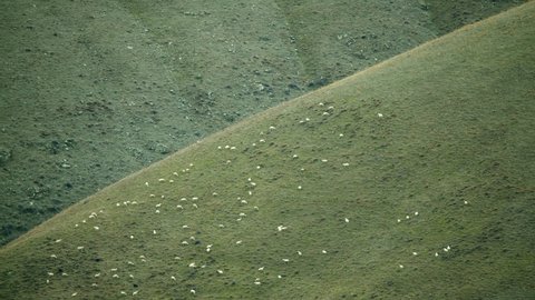8K 4320p 7680X4320.Herd of sheep in the plain meadow covered with fresh green grass.A crowd flock of livestock grazes in a treeless grassland.Pasture feedlot roam foraging traditional breeding grazing