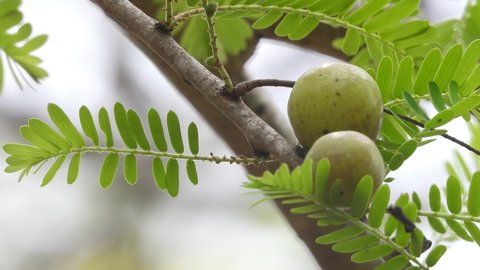 Wild  Indian gooseberry Fruit on tree with leaves