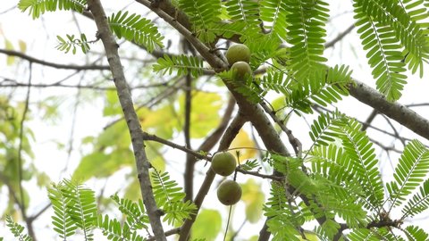 Indian gooseberry Fruits on wild tree ,ayurvedic fruit