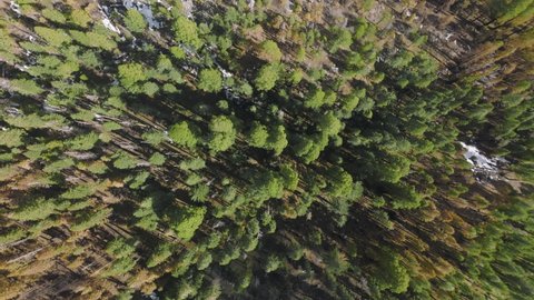 Sunny morning over dense fir forest in Sequoia National Park. Aerial view of pine trees in recreational area of dense woods as seen from above. High quality 4k footage