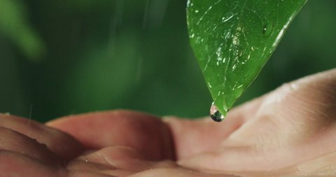 Macro shot of water drops falling on human hand from exotic leaf while raining on tropical rainforest nature foliage background.