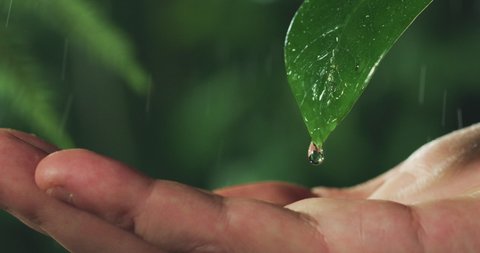 Macro shot of water drops falling on human hand from exotic leaf while raining on tropical rainforest nature foliage background.
