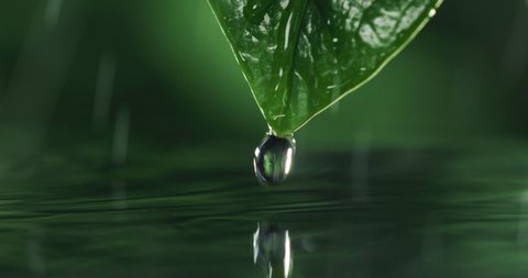 Macro shot of exotic leaf details with falling drops while raining on tropical rainforest nature foliage background.