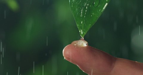 Macro shot of water drops falling on human finger from exotic leaf while raining on tropical rainforest nature foliage background.