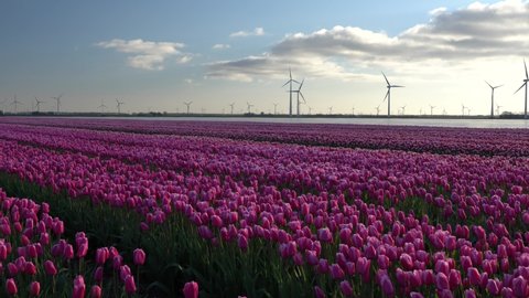 Horizontal static view of large pink coloured tulip field, wind turbines turning in the background on a sunny windy day. Flower field with sustainable energy background. Concept image for fill shot.