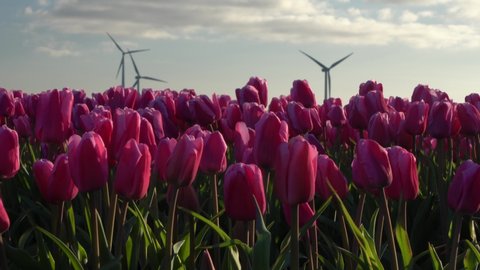 Horizontal static close-up view of Dutch pink coloured tulips, wind turbines turning in the background. Flowers with sustainable energy background. Concept image fill shot. Typical Holland landscape.