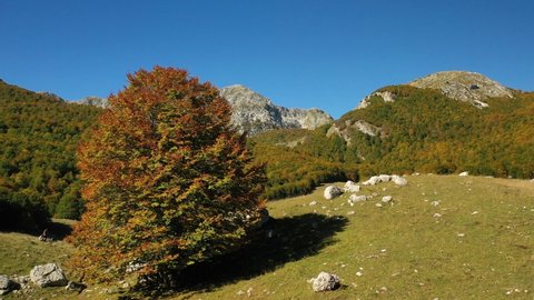 Aerial view passing a foliage tree in Abruzzo national park, sunny, fall day, in Italy