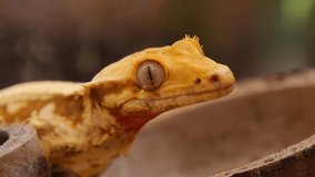 Close up of crested gecko's head with skin details - Powered by Shutterstock - Get 15% off with code: PIKWIZARD15