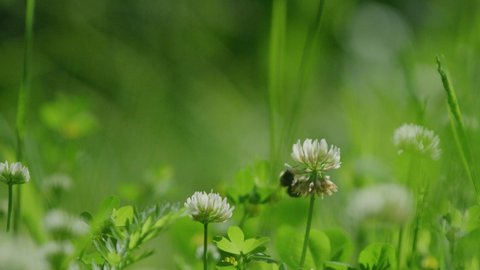 Bumble bee pollinating white clover flowers in lush green meadow - slow motion