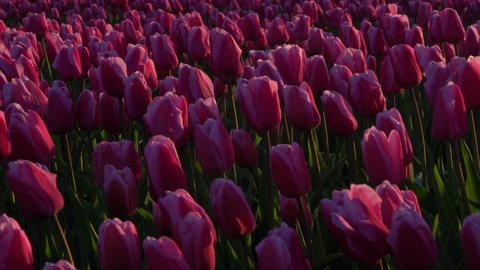 Static close up view of pink tulips grow on the blooming fields of the Netherlands that sway in the wind. Sunny day, bright colours, spring in the Netherlands, Amsterdam. Floral spring video banner.