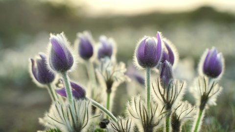 Dream-grass or Pulsatilla patens blooms in spring in the forest in the mountains. Close-up, natural spring background. Delicate, fragile flowers in selective focus. The most beautiful purple flower
