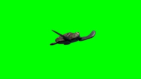 Turtle Swimming on Green Screen