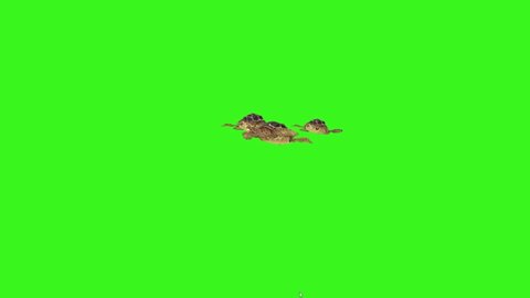 Turtles Swimming on Green Screen