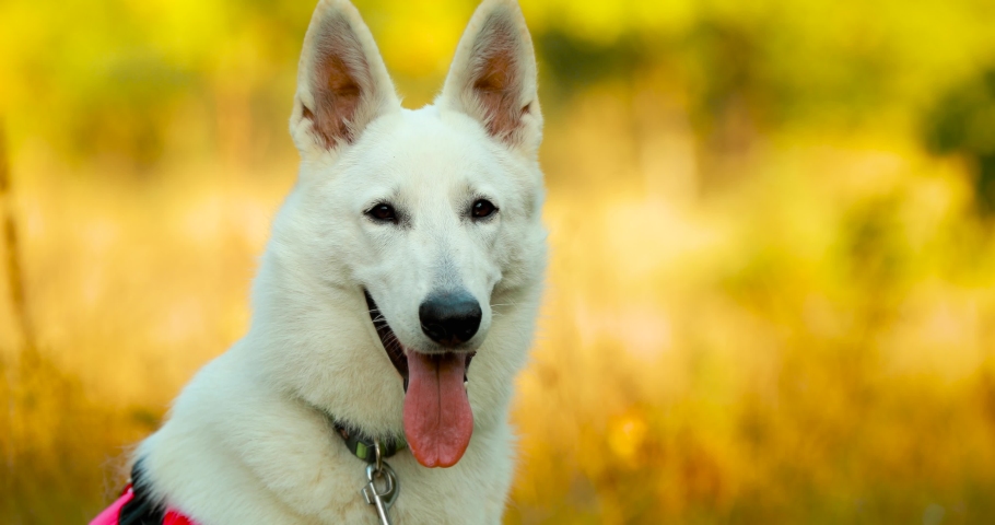 510 White swiss shepherd dogs Stock Video Footage - 4K and HD Video ...