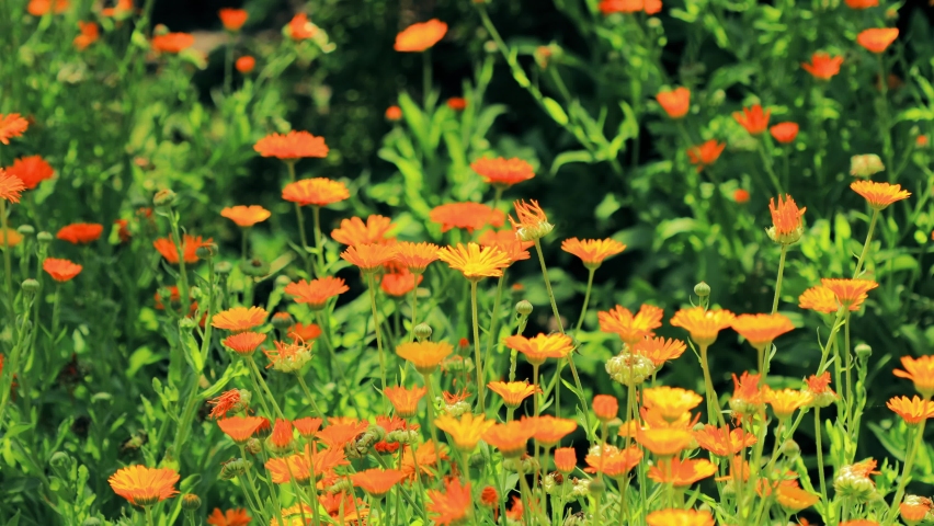 4K Orange Flower Of Calendula Officinalis. Medicinal Plant.