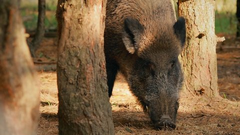 Wild Boar Or Sus Scrofa, Also Known As The Wild Swine, Eurasian Wild Pig Feeding In Autumn Forest. Wild Boar Is A Suid Native To Much Of Eurasia, North Africa, And Greater Sunda Islands