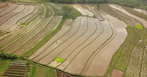 Asian countryside. view of watery land in lush green fields in central java. Flight over of Tonoboyo rice field, Magelang, Indonesia. Aerial view Rice terraces taken from drone camera.