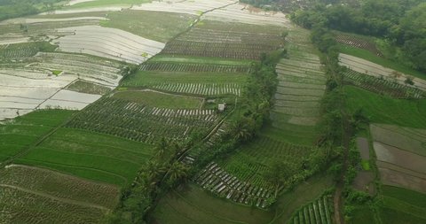 Flight over of Tonoboyo rice field, Magelang, Indonesia. Aerial view Rice terraces taken from drone camera. Asian countryside. view of farm terraces in lush green fields in central java