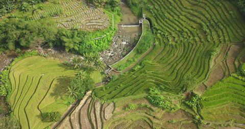 Aerial view Rice terraces taken from drone camera. Flight over of Tonoboyo rice field, Magelang, Indonesia. Asian countryside with rivers. view of farm terraces in lush green fields in central java